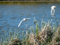 Gaviota reidora - Chroicocephalus ridibundus - Gavina vulgar