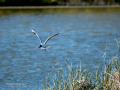 Gaviota reidora - Chroicocephalus ridibundus - Gavina vulgar