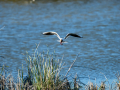 Gaviota reidora - Chroicocephalus ridibundus - Gavina vulgar