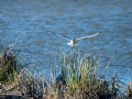 Gaviota reidora - Chroicocephalus ridibundus - Gavina vulgar