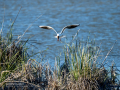 Gaviota reidora - Chroicocephalus ridibundus - Gavina vulgar
