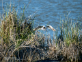Gaviota reidora - Chroicocephalus ridibundus - Gavina vulgar