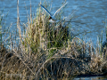 Gaviota reidora - Chroicocephalus ridibundus - Gavina vulgar