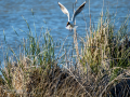 Gaviota reidora - Chroicocephalus ridibundus - Gavina vulgar
