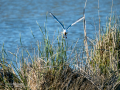 Gaviota reidora - Chroicocephalus ridibundus - Gavina vulgar