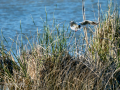 Gaviota reidora - Chroicocephalus ridibundus - Gavina vulgar