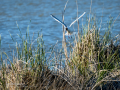 Gaviota reidora - Chroicocephalus ridibundus - Gavina vulgar
