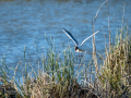 Gaviota reidora - Chroicocephalus ridibundus - Gavina vulgar