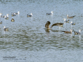 Gaviota sombría - Larus fuscus - Gavià fosc