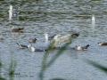 Gaviota sombría - Larus fuscus - Gavià fosc