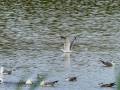 Gaviota sombría - Larus fuscus - Gavià fosc