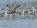 Gaviota sombría - Larus fuscus - Gavià fosc