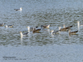 Gaviota sombría - Larus fuscus - Gavià fosc
