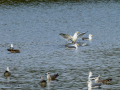 Gaviota sombría - Larus fuscus - Gavià fosc