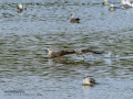 Gaviota sombría - Larus fuscus - Gavià fosc