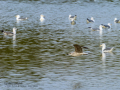 Gaviota sombría - Larus fuscus - Gavià fosc