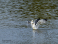 Gaviota sombría - Larus fuscus - Gavià fosc