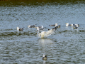 Gaviota sombría - Larus fuscus - Gavià fosc