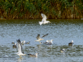 Gaviota sombría - Larus fuscus - Gavià fosc