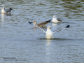 Gaviota sombría - Larus fuscus - Gavià fosc