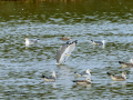 Gaviota sombría - Larus fuscus - Gavià fosc