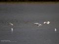 Gaviota sombría - Larus fuscus - Gavià fosc