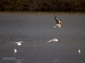 Gaviota sombría - Larus fuscus - Gavià fosc