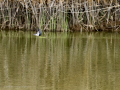 Golondrina común - Hirundo rustica - Oreneta
