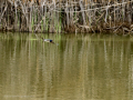 Golondrina común - Hirundo rustica - Oreneta