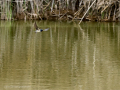 Golondrina común - Hirundo rustica - Oreneta