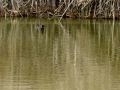 Golondrina común - Hirundo rustica - Oreneta