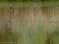 Golondrina común - Hirundo rustica - Oreneta