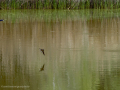 Golondrina común - Hirundo rustica - Oreneta