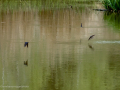 Golondrina común - Hirundo rustica - Oreneta