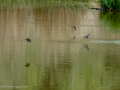 Golondrina común - Hirundo rustica - Oreneta