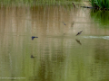 Golondrina común - Hirundo rustica - Oreneta