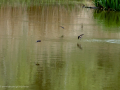 Golondrina común - Hirundo rustica - Oreneta