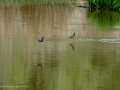 Golondrina común - Hirundo rustica - Oreneta