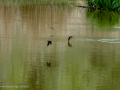 Golondrina común - Hirundo rustica - Oreneta