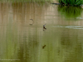 Golondrina común - Hirundo rustica - Oreneta