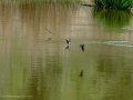 Golondrina común - Hirundo rustica - Oreneta