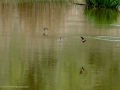 Golondrina común - Hirundo rustica - Oreneta