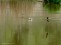 Golondrina común - Hirundo rustica - Oreneta
