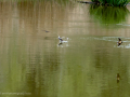 Golondrina común - Hirundo rustica - Oreneta