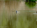 Golondrina común - Hirundo rustica - Oreneta