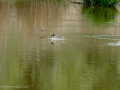 Golondrina común - Hirundo rustica - Oreneta