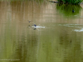 Golondrina común - Hirundo rustica - Oreneta