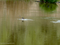 Golondrina común - Hirundo rustica - Oreneta