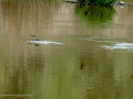 Golondrina común - Hirundo rustica - Oreneta