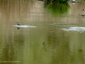Golondrina común - Hirundo rustica - Oreneta